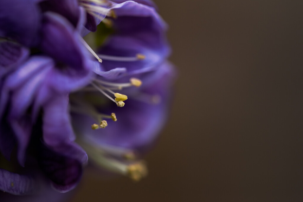 Macro Style