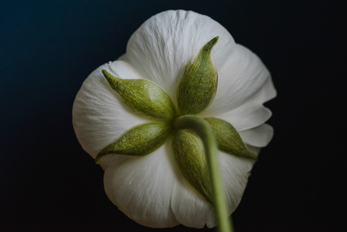 Macro Style