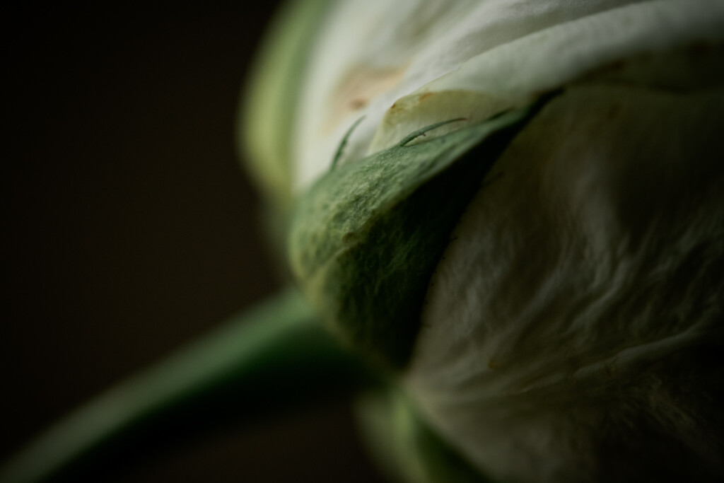 Macro Style