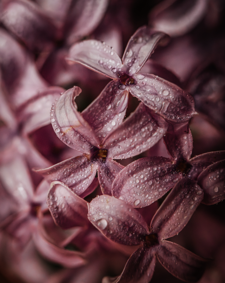 The Digital Darkroom: Transformative Editing for Photographers