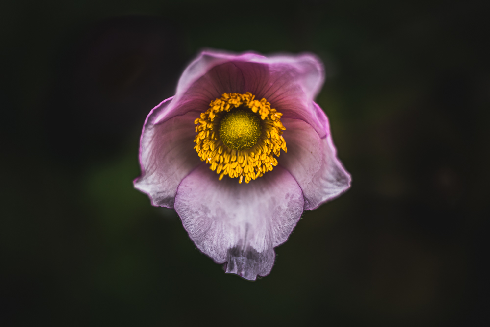 sue bahen click photo school everyday beauty